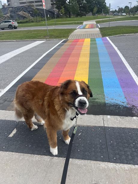 Hazel the Saint Bernese dog standing on a Pride street crossing, Paws For Reaction blog