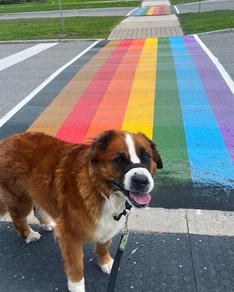 Hazel the Saint Bernese dog standing on a Pride street crossing, Paws For Reaction blog