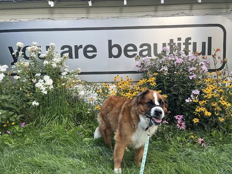 Hazel the Saint Bernese dog standing in front of a sign that says You Are Beautiful in Ottawa, Paws For Reaction blog