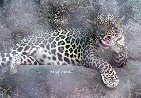 tongue twister - Leopard !