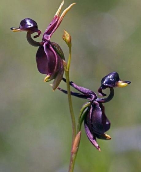 Flower that looks like a duck