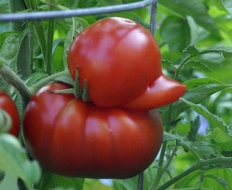 A Tomato that looks like a duck