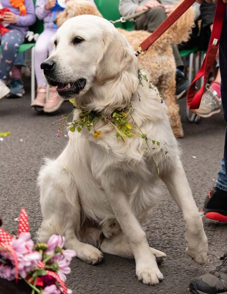 The BTG (now annual) Dog Show