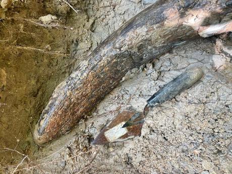 An amateur fossil hunter has found a 7-foot-long mammoth tusk that is thousands of years old — take a look