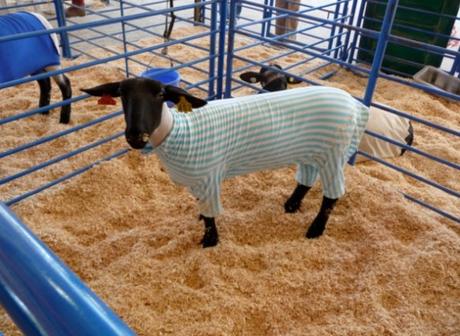 Sheep in Pyjamas