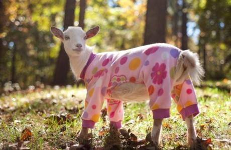 Goat in Pyjamas