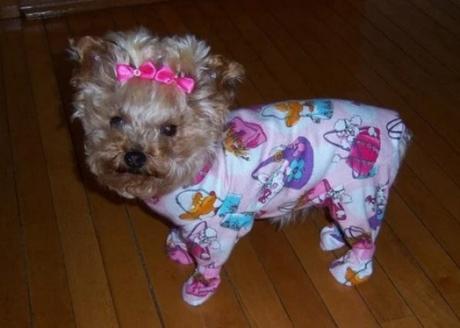 Dog in Pyjamas