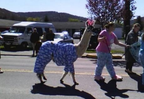 llama in pyjamas