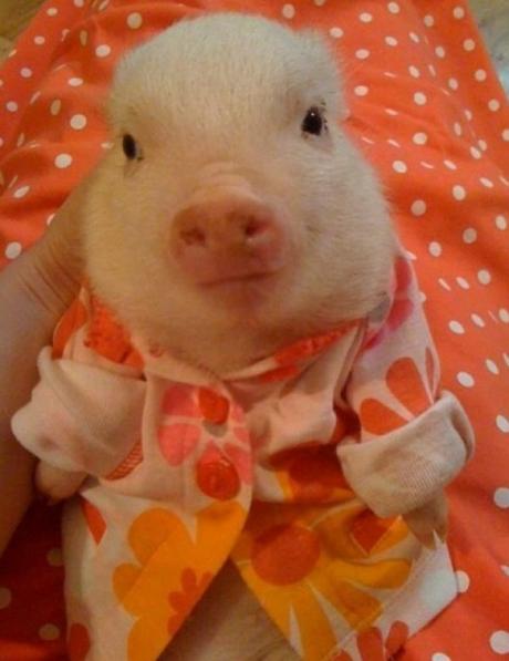 Pig in Pyjamas