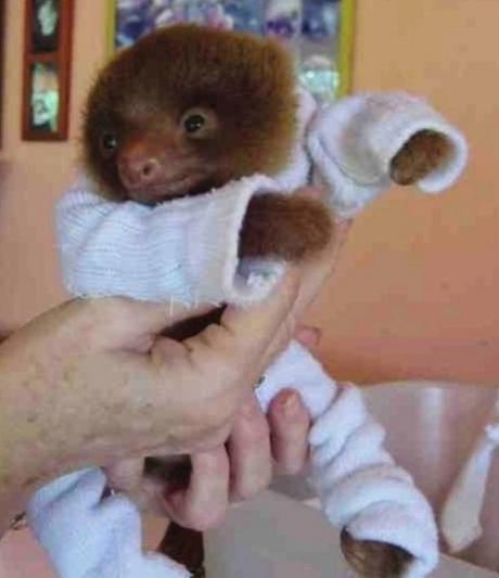 Baby sloth in Pyjamas