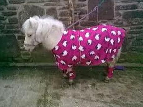 Horse in Pyjamas