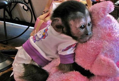 Monkey in Pyjamas