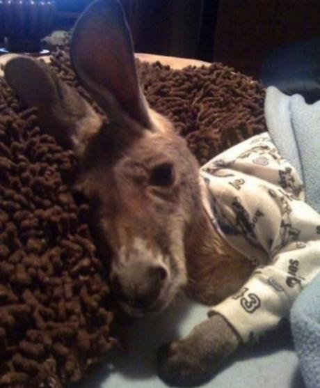 Kangaroo in Pyjamas