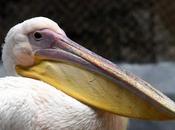 Pelican