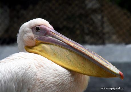 the pelican bag !! the pelican bag !!