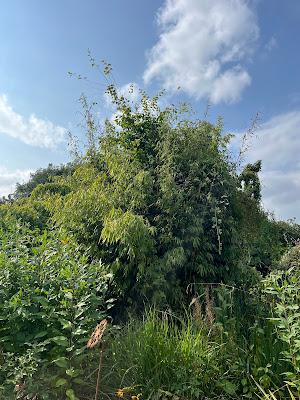 It's hornbeam trimming time of year