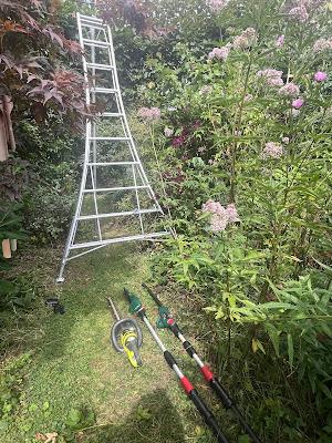 It's hornbeam trimming time of year