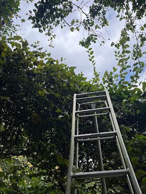 It's hornbeam trimming time of year