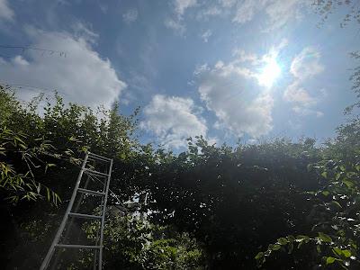 It's hornbeam trimming time of year