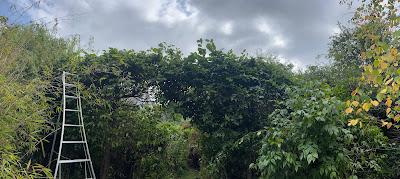 It's hornbeam trimming time of year