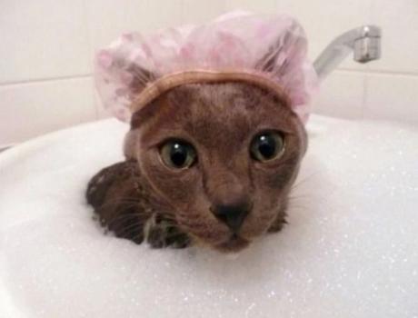 Cat having a bath