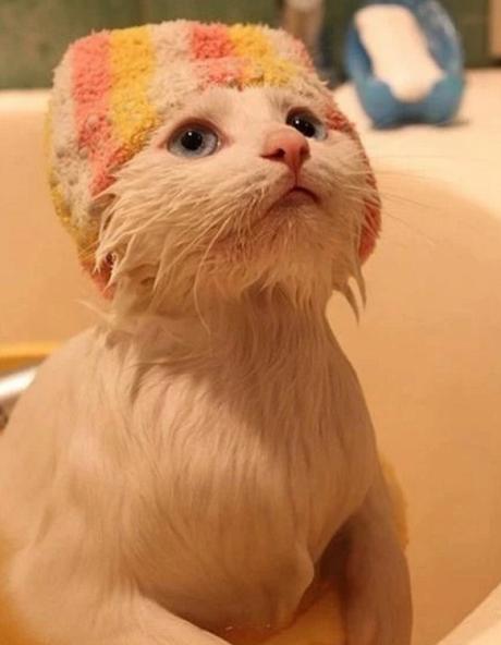 Cat having a bath