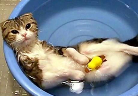 Cat having a bath