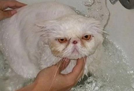 Cat having a bath