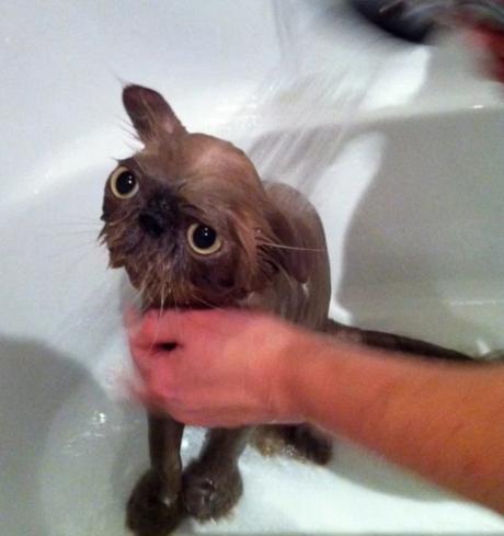 Cat having a bath