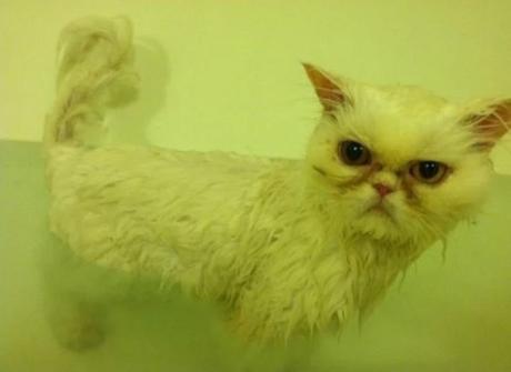 Cat having a bath