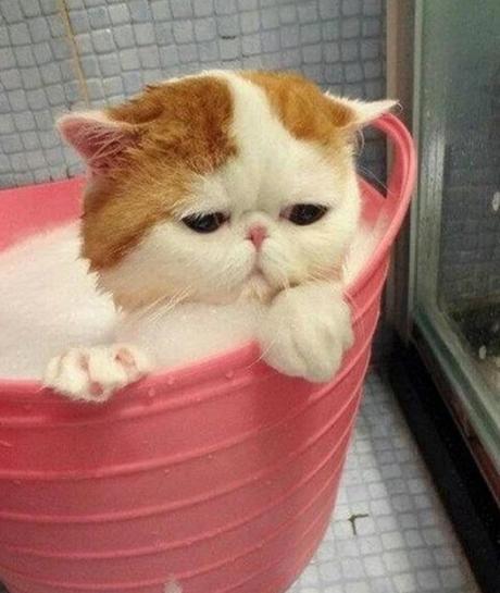 Cat having a bath