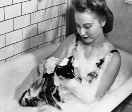 Cat having a bath