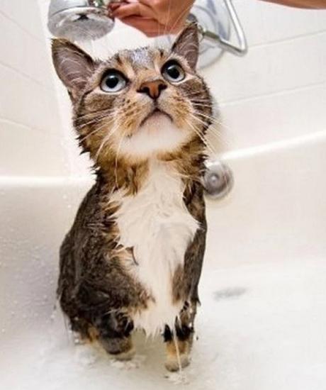 Cat having a bath