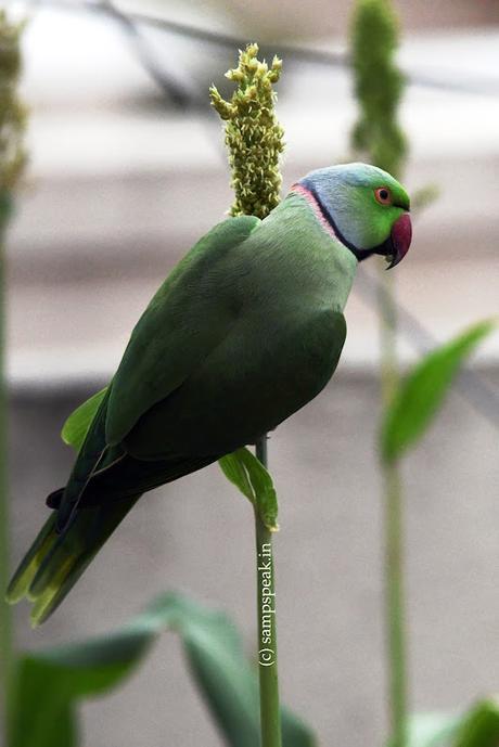 Parrots on millet !!!  -  '16 வயதினிலே'     சோளம் வெதைக்கையிலே......