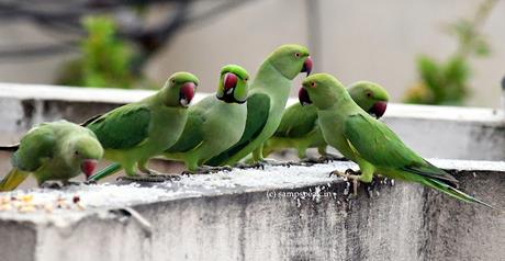 Parrots on millet !!!  -  '16 வயதினிலே'     சோளம் வெதைக்கையிலே......