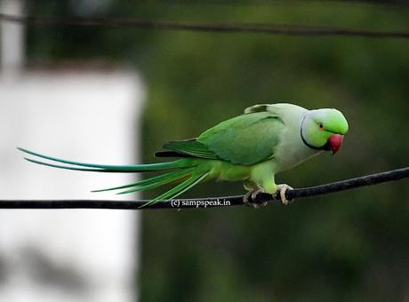 Parrots on millet !!!  -  '16 வயதினிலே'     சோளம் வெதைக்கையிலே......