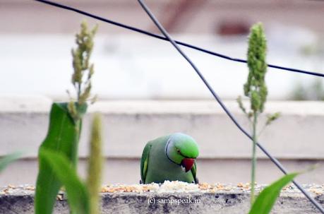 Parrots on millet !!!  -  '16 வயதினிலே'     சோளம் வெதைக்கையிலே......