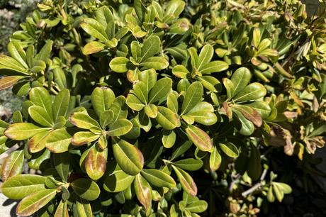 Even desert plants known for their resilience burn and die in the heat