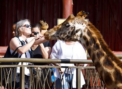 CLOSE-UP WITH WILDLIFE IN NAIROBI, KENYA: Part 3, Giraffe Center, Guest Post by Humberto Gutierrez Rivas