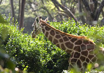 CLOSE-UP WITH WILDLIFE IN NAIROBI, KENYA: Part 3, Giraffe Center, Guest Post by Humberto Gutierrez Rivas