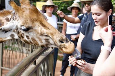 CLOSE-UP WITH WILDLIFE IN NAIROBI, KENYA: Part 3, Giraffe Center, Guest Post by Humberto Gutierrez Rivas