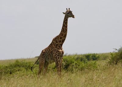 CLOSE-UP WITH WILDLIFE IN NAIROBI, KENYA: Part 3, Giraffe Center, Guest Post by Humberto Gutierrez Rivas