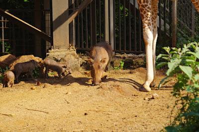 CLOSE-UP WITH WILDLIFE IN NAIROBI, KENYA: Part 3, Giraffe Center, Guest Post by Humberto Gutierrez Rivas