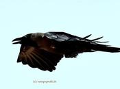 Crow Flies Holes Biscuits