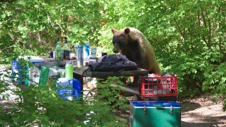 black bear at campsite