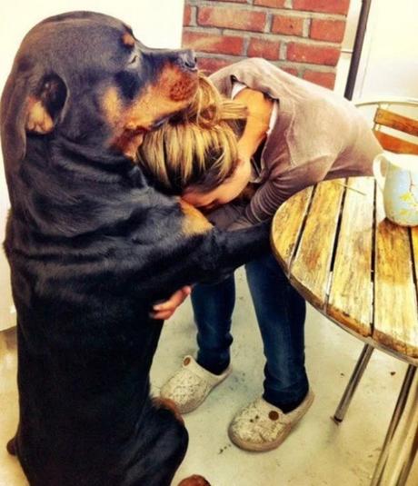 Dog cwtching, cuddling, hugging human