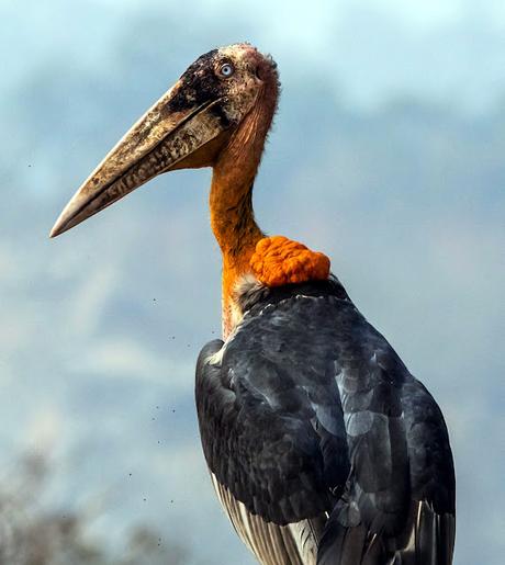 Hargila Army  -  protecting  Greater Adjutant Stork