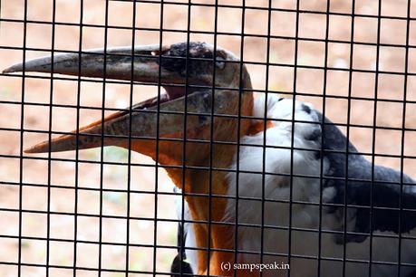 Hargila Army  -  protecting  Greater Adjutant Stork