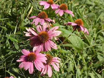 Flowers of Late Summer