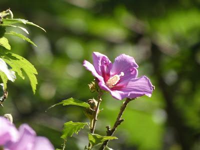 Flowers of Late Summer